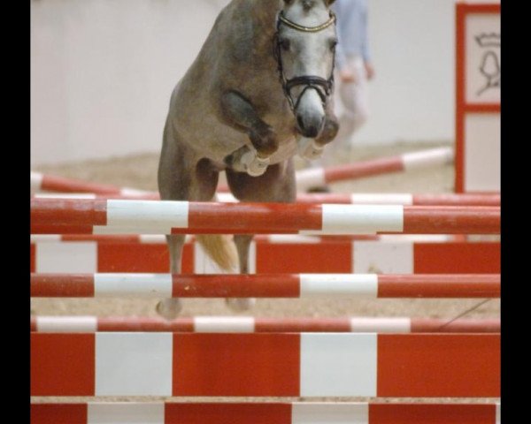 Deckhengst Madison (Deutsches Reitpony, 2006, von Merlin) Deckhengst Madison (Deutsches Reitpony, 2006, von Merlin)