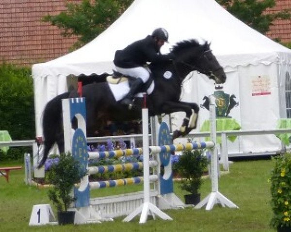 jumper Genrih (Ukrainisches riding horse, 2003, from Hiton 88)