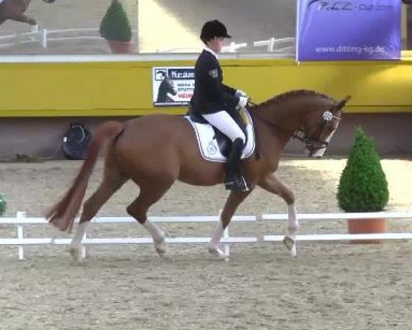 dressage horse Fantastic Star 2 (Rhinelander, 2009, from Flatley 2)