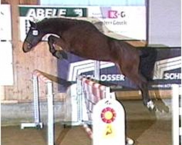 Springpferd Camorra 6 (Bayer, 2005, von Chambertin)