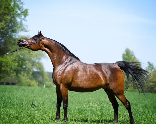 broodmare Belgica ox (Arabian purebred, 2003, from Gazal Al Shaqab ox)