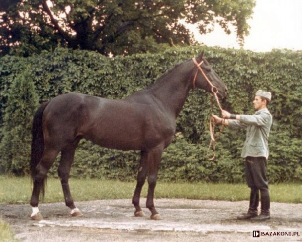 Deckhengst Kondeusz (Trakehner, 1966, von Colombo 3363) Deckhengst Kondeusz (Trakehner, 1966, von Colombo 3363)