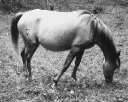 broodmare Morisca V ox (Arabian purebred, 1966, from Tunante ox)