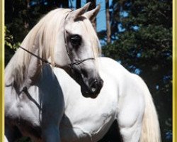 broodmare Mohena 1044 ox (Arabian purebred, 1972, from Hadban Enzahi 1952 EAO)