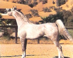 stallion Sanadik El Shaklan ox (Arabian purebred, 1983, from El Shaklan 1975 ox)