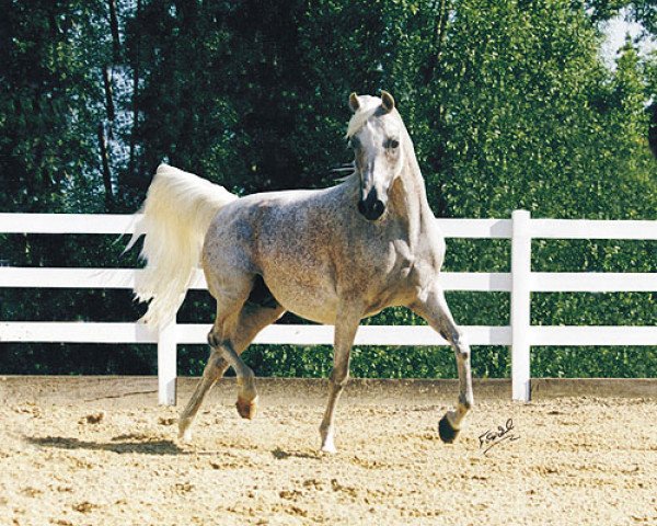 broodmare Om El Sanadiva ox (Arabian purebred, 1990, from Sanadik El Shaklan ox)