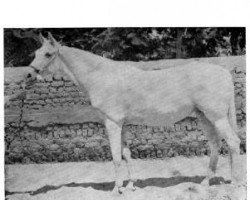 broodmare Folla EAO (Arabian purebred, 1942, from Ibn Barakat EAO)