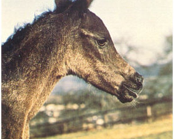 Zuchtstute JK Blue Hasmeh EAO (Vollblutaraber, 1978, von Gharib ox)