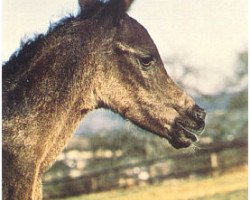 broodmare JK Blue Hasmeh EAO (Arabian purebred, 1978, from Gharib ox)