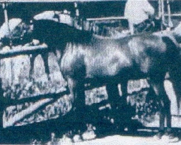 broodmare Fa Aana ox (Arabian purebred, 1949, from Fadl 1930 RAS)