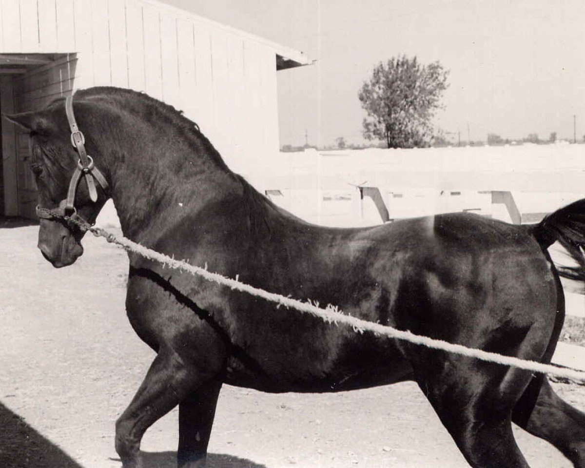 Deckhengst Hallany Mistanny ox (Vollblutaraber, 1937, von Zarife EAO)
