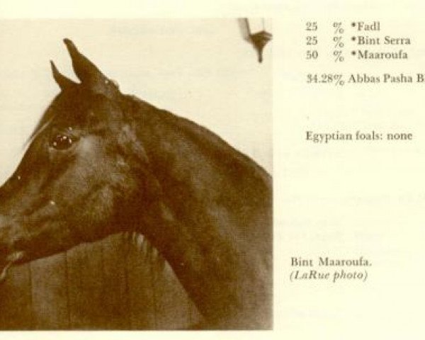 broodmare Bint Maaroufa ox (Arabian purebred, 1953, from Fay El Dine 1934 ox)