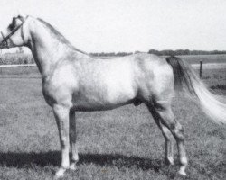 stallion Julyan ox (Arabian purebred, 1958, from Julep ox)