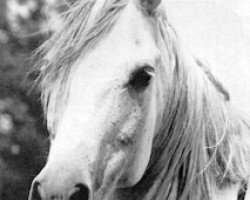 broodmare Fay Khedena ox (Arabian purebred, 1952, from Fay El Dine 1934 ox)