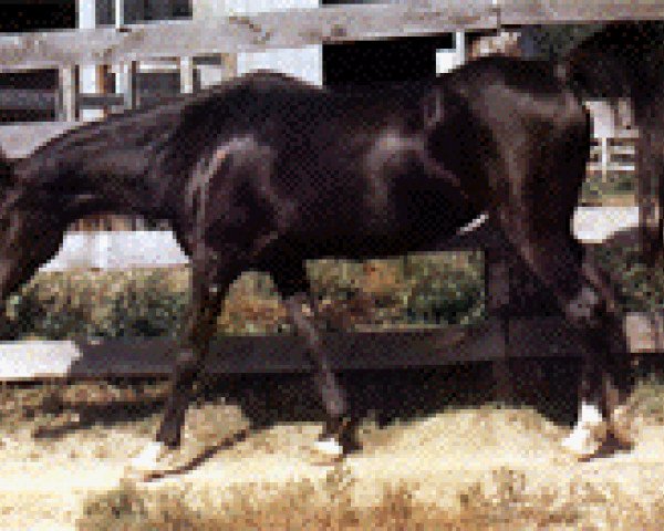 broodmare Misimma ox (Arabian purebred, 1957, from Fa-Serr ox)