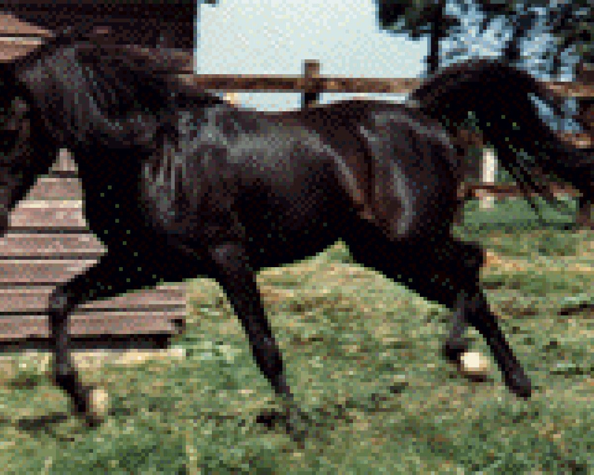 stallion Fabo ox (Arabian purebred, 1962, from Fabah 1950 ox)