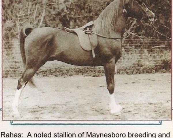 stallion Rahas ox (Arabian purebred, 1928, from Gulastra ox)