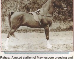 stallion Rahas ox (Arabian purebred, 1928, from Gulastra ox)