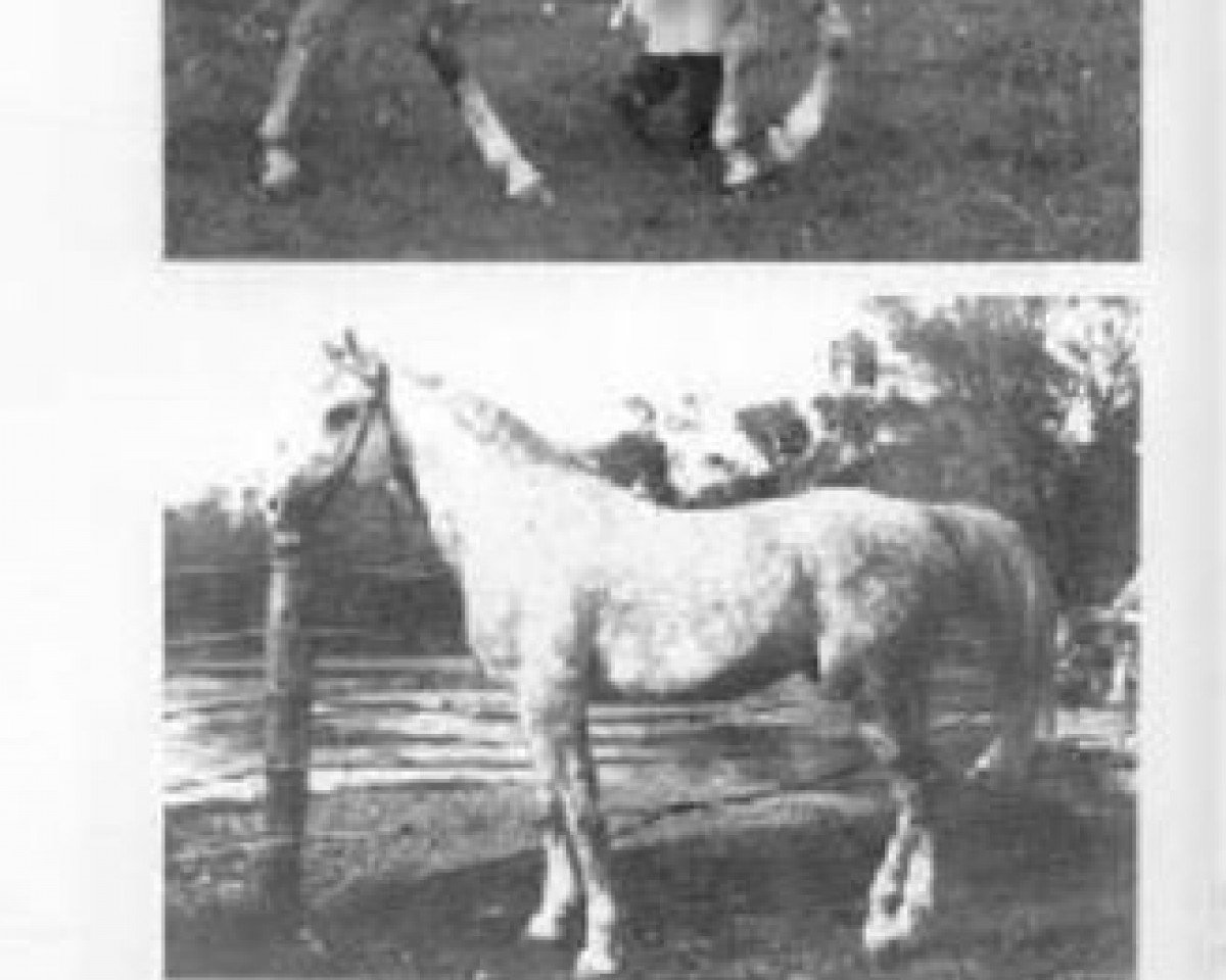 stallion Adonis ox (Arabian purebred, 1939, from Mirage)