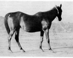 broodmare Matih ox (Arabian purebred, 1922, from Sargon ox)