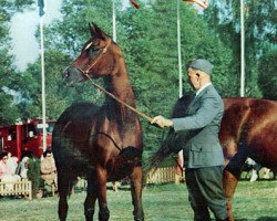 broodmare Eunice ox (Arabian purebred, 1959, from Comet 1953 ox)