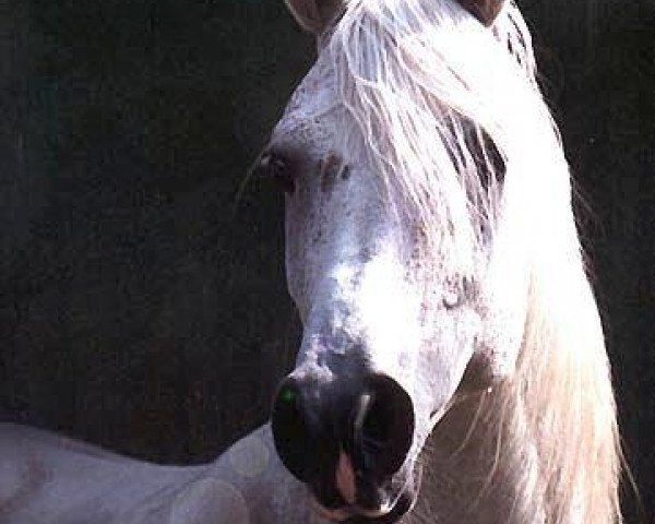 stallion Euben 1972 ox (Arabian purebred, 1972, from Bandos 1964 ox)