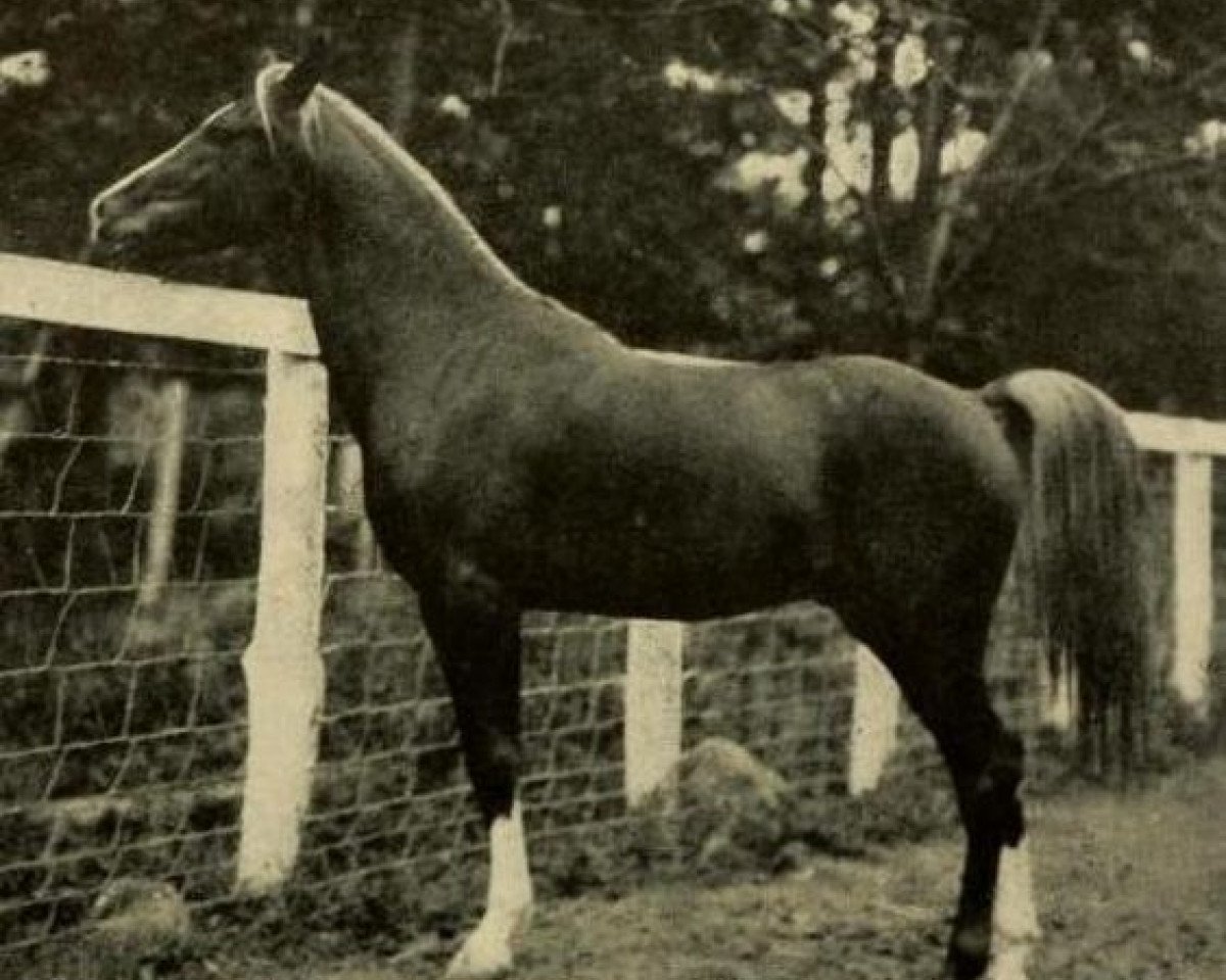 stallion Euphrates ox (Arabian purebred, 1905)