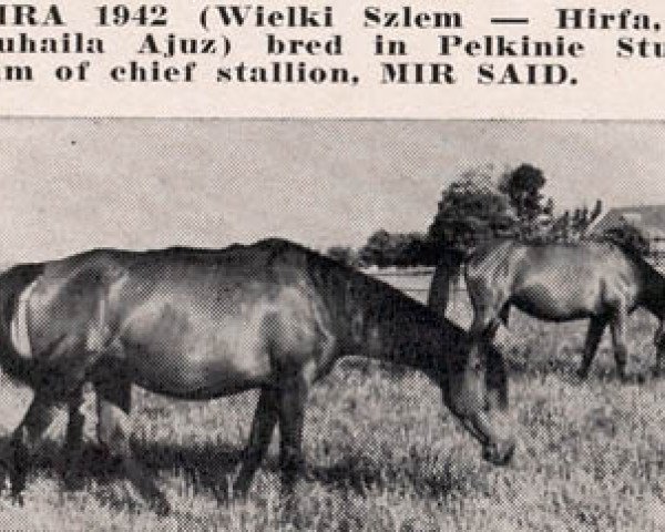 broodmare Mira ox (Arabian purebred, 1942, from Wielki Szlem 1938 ox)