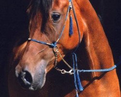 broodmare El Thay Maheera EAO (Arabian purebred, 1981, from Nizam 1973 EAO)