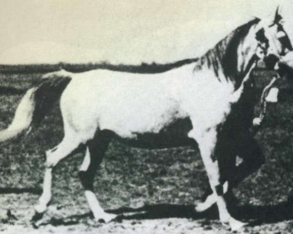 broodmare Magja 1931 ox (Arabian purebred, 1931, from Koheilan VIII 1922 ox)