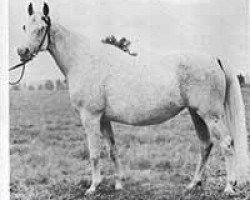 broodmare Dimatra ox (Arabian purebred, 1950, from Wielki Szlem 1938 ox)