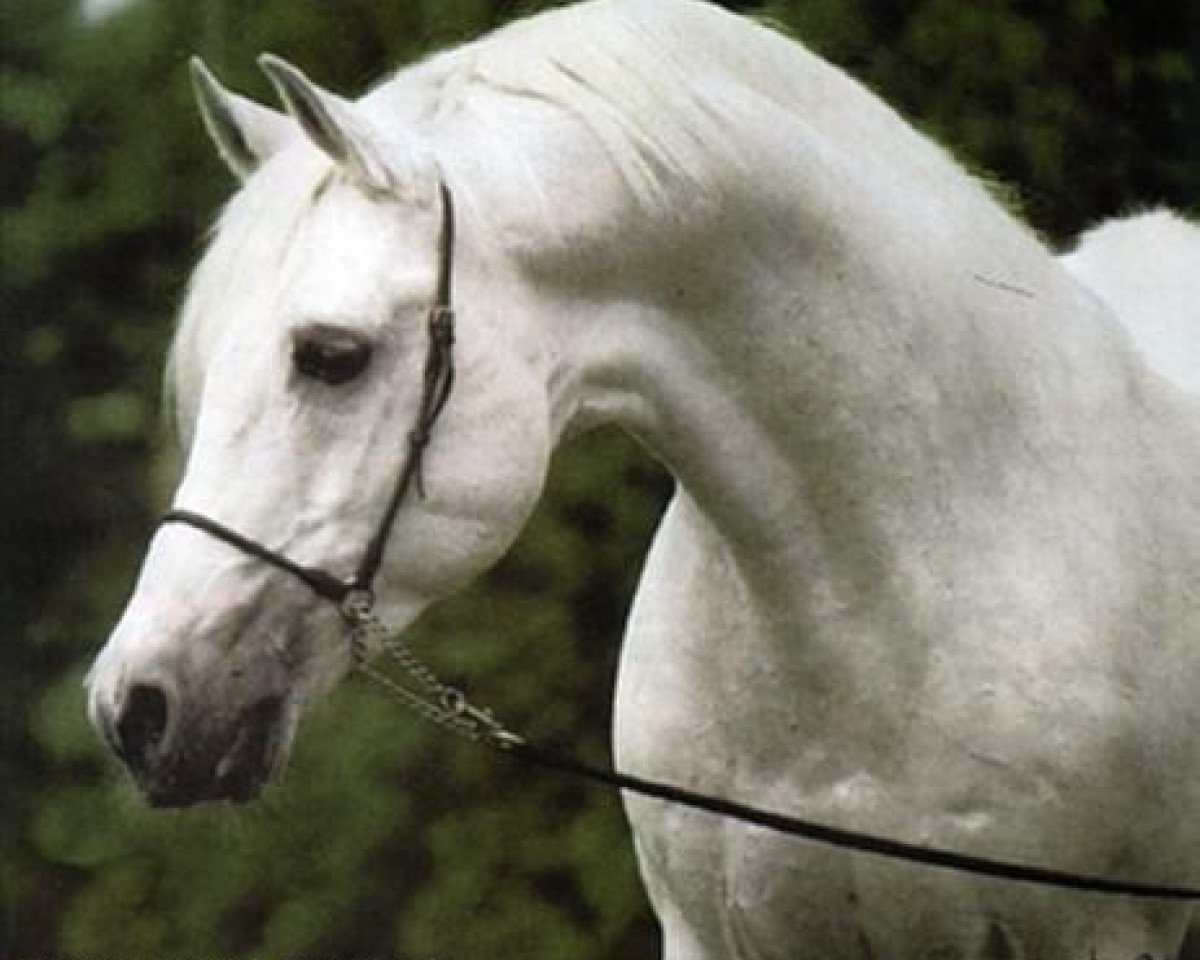 stallion Diem ox (Arabian purebred, 1964, from Negatiw 1945 ox)