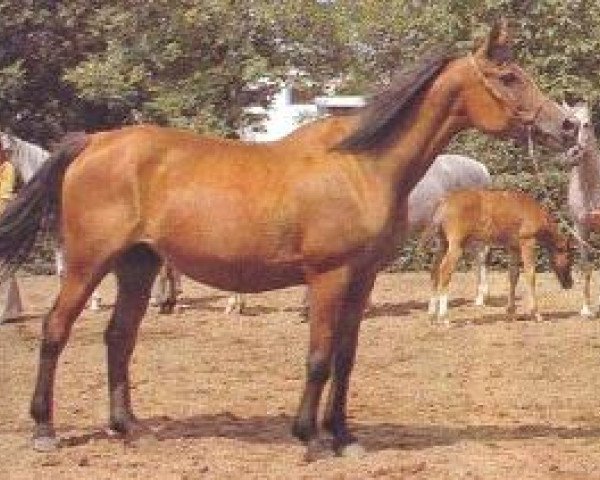 broodmare Naturshitsa ox (Arabian purebred, 1962, from Arax 1952 ox)