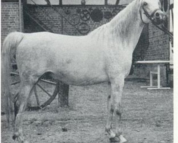 broodmare Najada ox (Arabian purebred, 1966, from Aswan 1958 EAO)