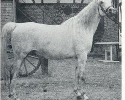 broodmare Najada ox (Arabian purebred, 1966, from Aswan 1958 EAO)