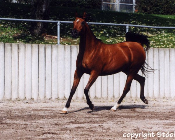 broodmare Nostalgia ox (Arabian purebred, 1987, from Neman 1973 ox)