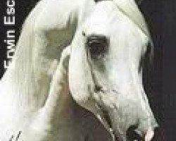 stallion Narav Ibn Aswan ox (Arabian purebred, 1978, from Aswan 1958 EAO)