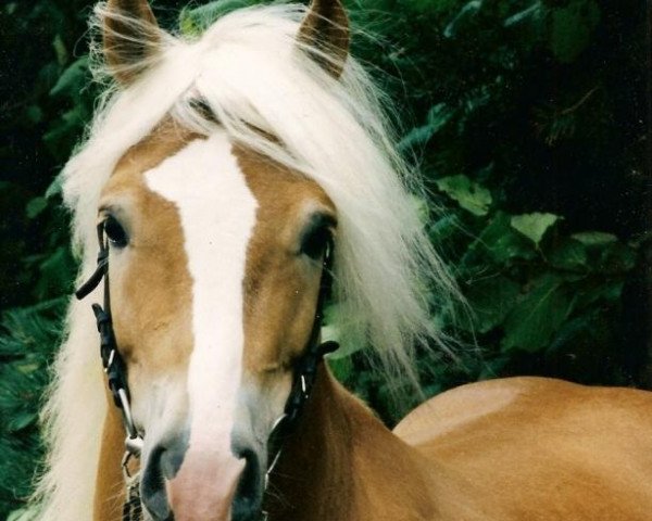 stallion Alegro (Haflinger, 1992, from Apollo (6,25% ox))