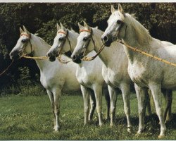 broodmare Hamdi ox (Arabian purebred, 1955, from Halef 1937 ox)