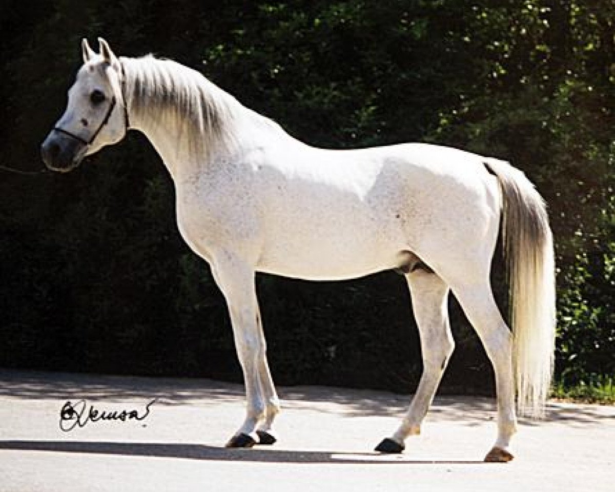 Deckhengst Dahab ox (Vollblutaraber, 1984, von Monrad 1974 ox)