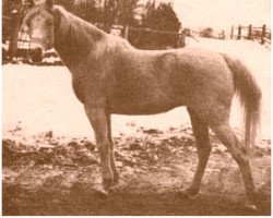 broodmare Fanfara ox (Arabian purebred, 1914, from Kohejlan 1903 ox)