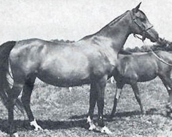 broodmare Cerekiew ox (Arabian purebred, 1951, from Wielki Szlem 1938 ox)