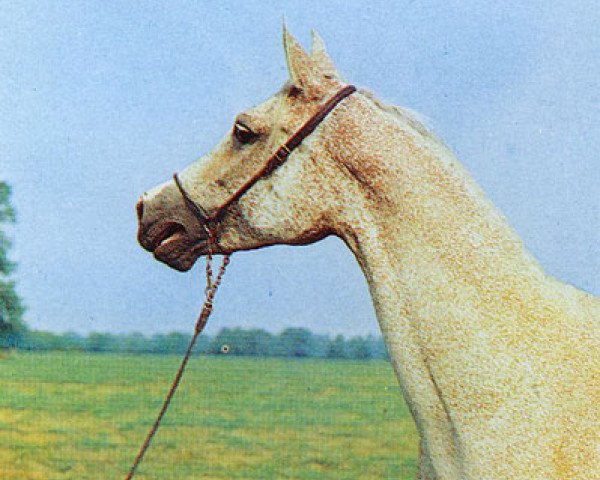 broodmare Ceramika ox (Arabian purebred, 1964, from Negatiw 1945 ox)