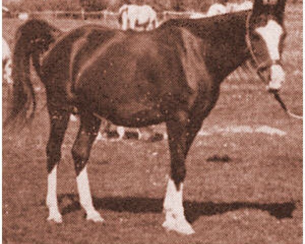 broodmare Jaskolka II ox (Arabian purebred, 1928, from Koheilan VIII 1922 ox)