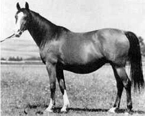 broodmare Wilga ox (Arabian purebred, 1938, from Ofir 1933 ox)