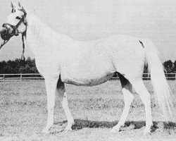broodmare Carmen ox (Arabian purebred, 1942, from Trypolis 1937 ox)