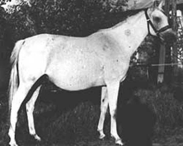 broodmare Canberra ox (Arabian purebred, 1954, from Abu Afas 1947 ox)