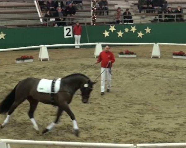 NRW-Hauptkörung für Reitpferdehengste 2011
Mittwoch,den 23.November 2011
Zirkel 2

