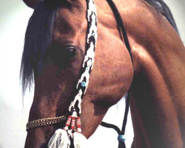 stallion Camerton 1973 ox (Arabian purebred, 1973, from Celebes 1949 ox)