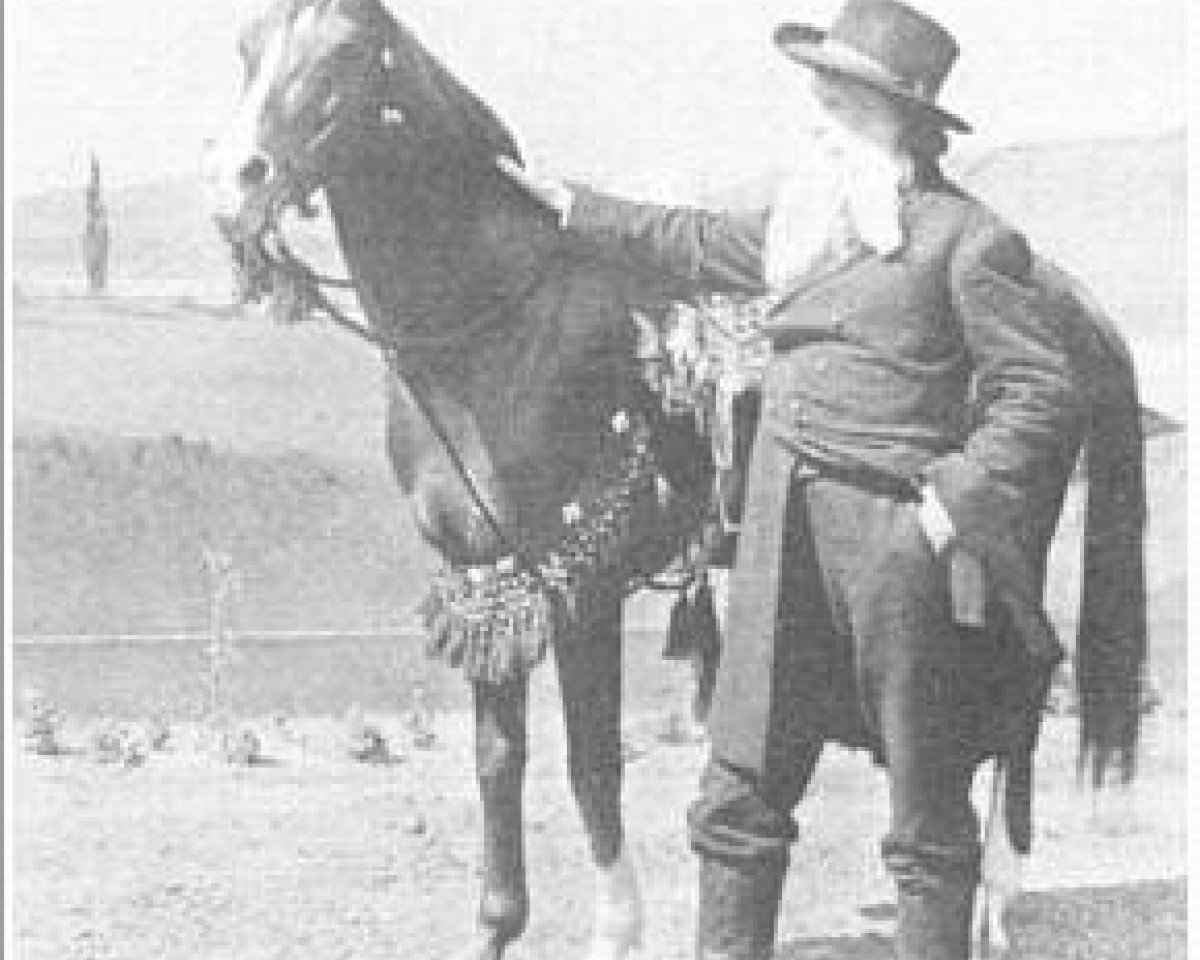 stallion Nejdran DB (Arabian purebred,  )